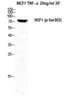 HSF1 (phospho Ser303) Polyclonal Antibody