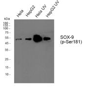 Sox-9 (phospho Ser181) Polyclonal Antibody