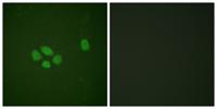 Sox-9 (phospho Ser181) Polyclonal Antibody