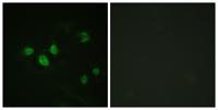 Sp1 (phospho Thr453) Polyclonal Antibody