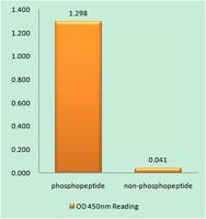 Sp1 (phospho Thr739) Polyclonal Antibody