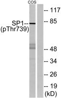 Sp1 (phospho Thr739) Polyclonal Antibody