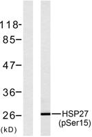 HSP27 (phospho Ser15) Polyclonal Antibody