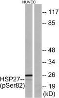 HSP27 (phospho Ser82) Polyclonal Antibody