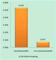 HSP90β (phospho Ser254) Polyclonal Antibody