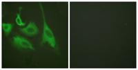 HSP90β (phospho Ser254) Polyclonal Antibody