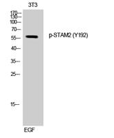 STAM2 (phospho Tyr192) Polyclonal Antibody