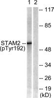 STAM2 (phospho Tyr192) Polyclonal Antibody