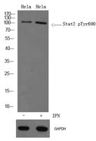 Stat2 (phospho Tyr690) Polyclonal Antibody