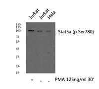 Stat5a (phospho Ser780) Polyclonal Antibody