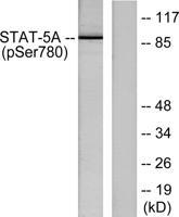 Stat5a (phospho Ser780) Polyclonal Antibody