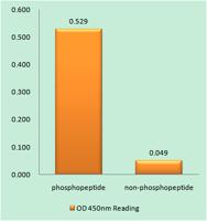 Stat6 (phospho Tyr641) Polyclonal Antibody