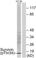 Survivin (phospho Thr34) Polyclonal Antibody