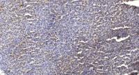 Survivin (phospho Thr34) Polyclonal Antibody