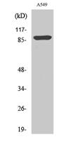 ICAM-1 (phospho Tyr512) Polyclonal Antibody