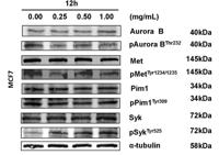 Syk (phospho Tyr525) Polyclonal Antibody