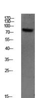 SYK (Phospho Tyr348) Antibody