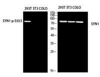 Synapsin-1 (phospho Ser553) Polyclonal Antibody