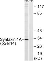 Syntaxin 1 (phospho Ser14) Polyclonal Antibody