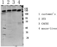 IGF1R (Phospho Tyr1161) Antibody