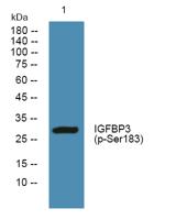 IGFBP3 (phospho Ser183) Polyclonal Antibody