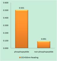 IGF-IIR (phospho Ser2409) Polyclonal Antibody