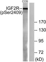 IGF-IIR (phospho Ser2409) Polyclonal Antibody