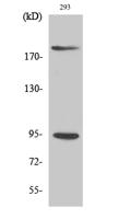 IGF-IR (phospho Tyr1161) Polyclonal Antibody