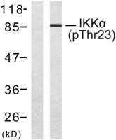 IKKα (phospho Thr23) Polyclonal Antibody