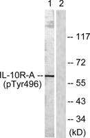 IL-10Rα (phospho Tyr496) Polyclonal Antibody