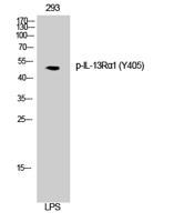 IL-13Rα1 (phospho Tyr405) Polyclonal Antibody