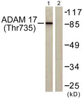 TACE (phospho Thr735) Polyclonal Antibody