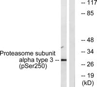 20S Proteasome α3 (phospho Ser250) Polyclonal Antibody