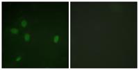 53BP1 (phospho Ser25) Polyclonal Antibody