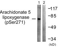 5-LO (phospho Ser272) Polyclonal Antibody