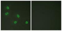 TRAP220 (phospho Thr1457) Polyclonal Antibody