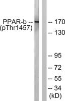 TRAP220 (phospho Thr1457) Polyclonal Antibody