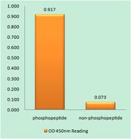 TRF1 (phospho Ser219) Polyclonal Antibody