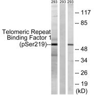 TRF1 (phospho Ser219) Polyclonal Antibody