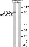 Trk A (phospho Tyr701) Polyclonal Antibody