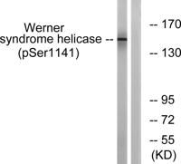 WRN (phospho Ser1141) Polyclonal Antibody