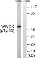 WWOX (phospho Tyr33) Polyclonal Antibody