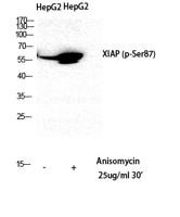 XIAP (phospho Ser87) Polyclonal Antibody