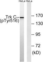 Trk C (phospho Tyr516) Polyclonal Antibody