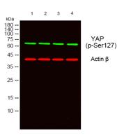 YAP (phospho Ser127) Polyclonal Antibody