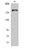 WNK1 (phospho Thr60) Polyclonal Antibody