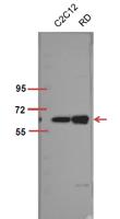 Akt1 (phospho Thr450) Polyclonal Antibody