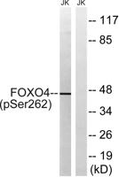 FoxO4 (phospho Ser262) Polyclonal Antibody