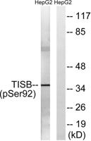 TIS11B (phospho Ser92) Polyclonal Antibody