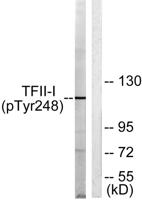 TFII-I (phospho Tyr248) Polyclonal Antibody